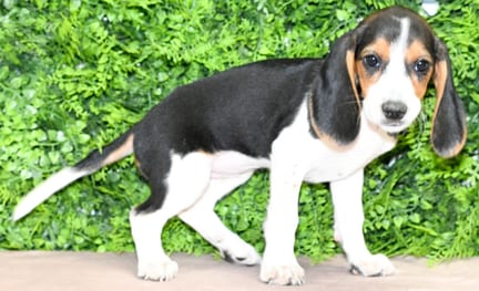 Basil, a female Beagle puppy for sale at Wellspring Puppies Dallas