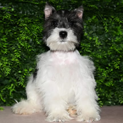 Morris, a male Mini Schnauzer puppy for sale at Wellspring Puppies Fort Worth