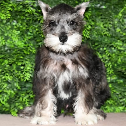 Grover, a male Mini Schnauzer puppy for sale at Wellspring Puppies Fort Worth