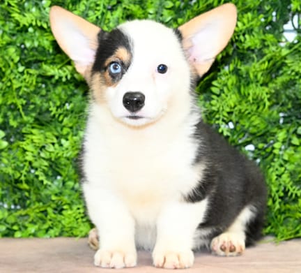 Ali, a male Pembroke Welsh Corgi puppy for sale at Wellspring Puppies Dallas