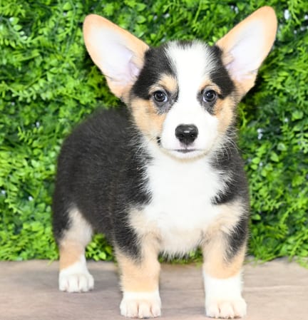 Hilton, a male Pembroke Welsh Corgi puppy for sale at Wellspring Puppies Dallas
