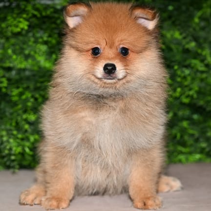 Norris, a male Pomeranian puppy for sale at Wellspring Puppies Fort Worth