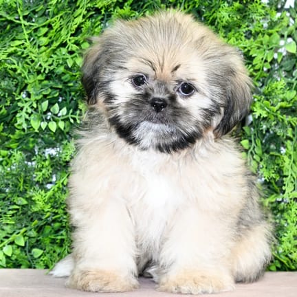 Lainey, a female Shih Tzu puppy for sale at Wellspring Puppies Dallas