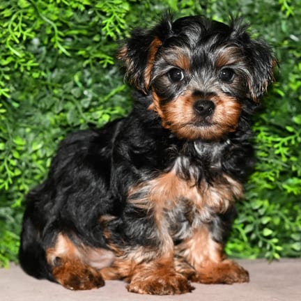 Ranger, a male Yorkshire Terrier puppy for sale at Wellspring Puppies Fort Worth