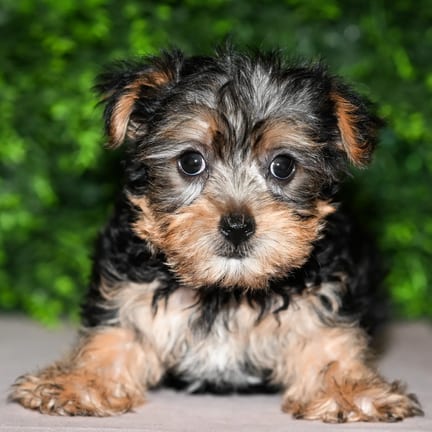 Polly, a female Yorkshire Terrier puppy for sale at Wellspring Puppies Fort Worth